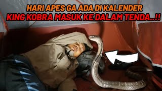 HOROR.!! ADA KING KOBRA BESAR MASUK TENDA SAAT AKU TERTIDUR DI AREA TERLARANG