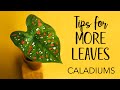 Caladiums tips for more leaves