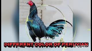 PERUVIAN COLORS/BLOOD LINE