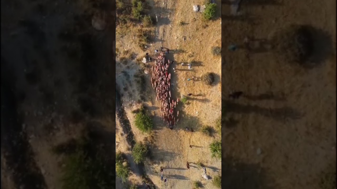 Drönare - Får i Turkiet (