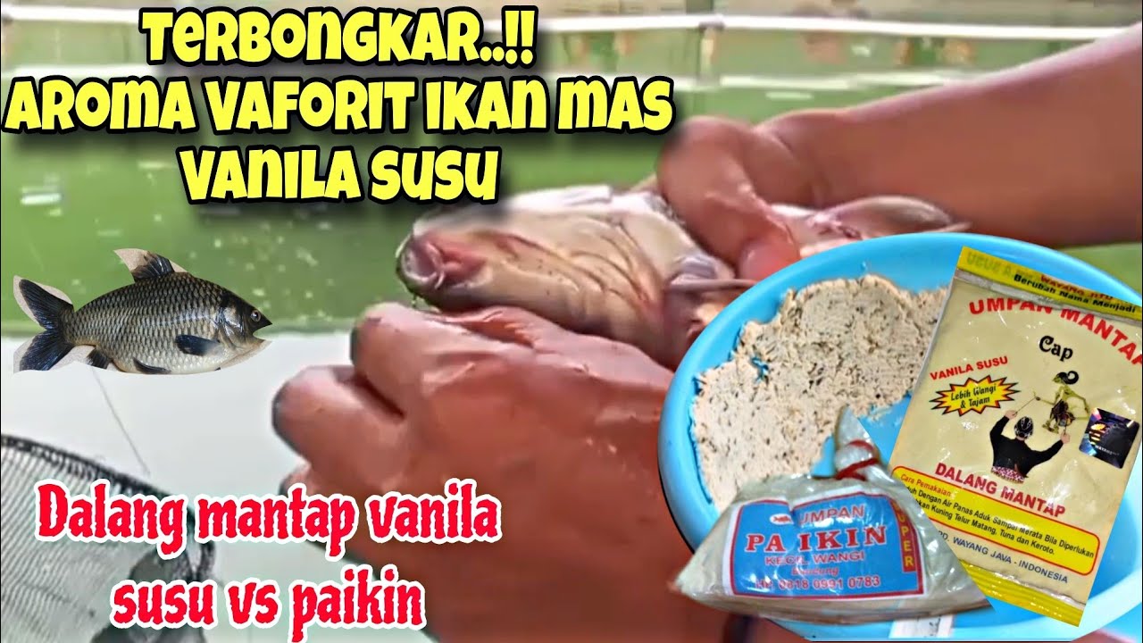 TERBONGKAR‼️INI AROMA UMPAN FAVORIT IKAN MAS RACIKAN UMPAN DALANG MANTAP VANILA SUSU SEMUA NGANTRI