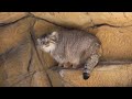ヌルヌルカクカクピクピク ( マヌルネコ・ポリー 那須どうぶつ王国 2022.12.27 )( Polly / manul / Pallas&#39;s cat / Nasu Animal Kingdom )