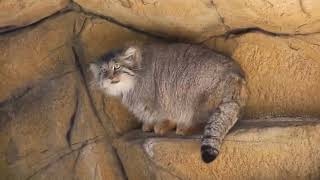 ヌルヌルカクカクピクピク ( マヌルネコ・ポリー 那須どうぶつ王国 2022.12.27 )( Polly / manul / Pallas&#39;s cat / Nasu Animal Kingdom )