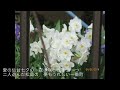 昭和の歌4131#みちのく小唄  藤圭子