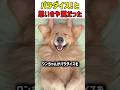 パラダイス!と思いきや罠だった…最高のナデナデ中に突如「アレ」をぶっ込まれた愛犬の末路w #犬 #おもしろ犬 #ゴールデンレトリーバー #ゴールデンレトリバー #衝撃映像 #犬のいる暮らし #癒し