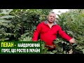 №189 Пекан - один із найдорожчих горіхів світу