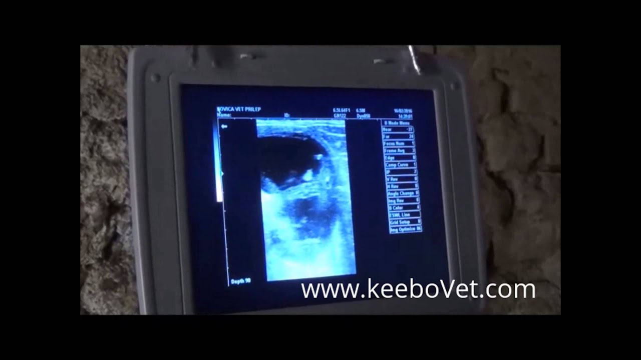 dairy-cow-pregnancy-of-62-days-checked-using-kx5000v-veterinary