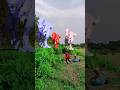 Big dinosaurchase T-rex chasing part -58#shorts #dinosaur #youtube #dinosaurs #shorts #youtubeshorts
