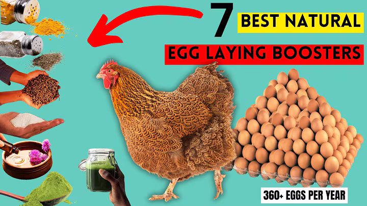 Cure Poor Laying In Chickens For MORE EGGS Using These ORGANIC SUPPLEMENTS | AN EGG PER HEN EVERYDAY