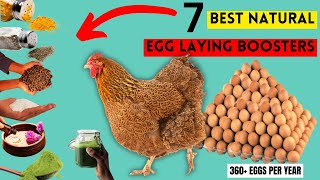 Cure Poor Laying In Chickens For MORE EGGS Using These ORGANIC SUPPLEMENTS | AN EGG PER HEN EVERYDAY