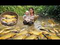 How to Catch Giant Fish in a Muddy Pond, Sell Them at the Market - Cook Fish for My Little Son.