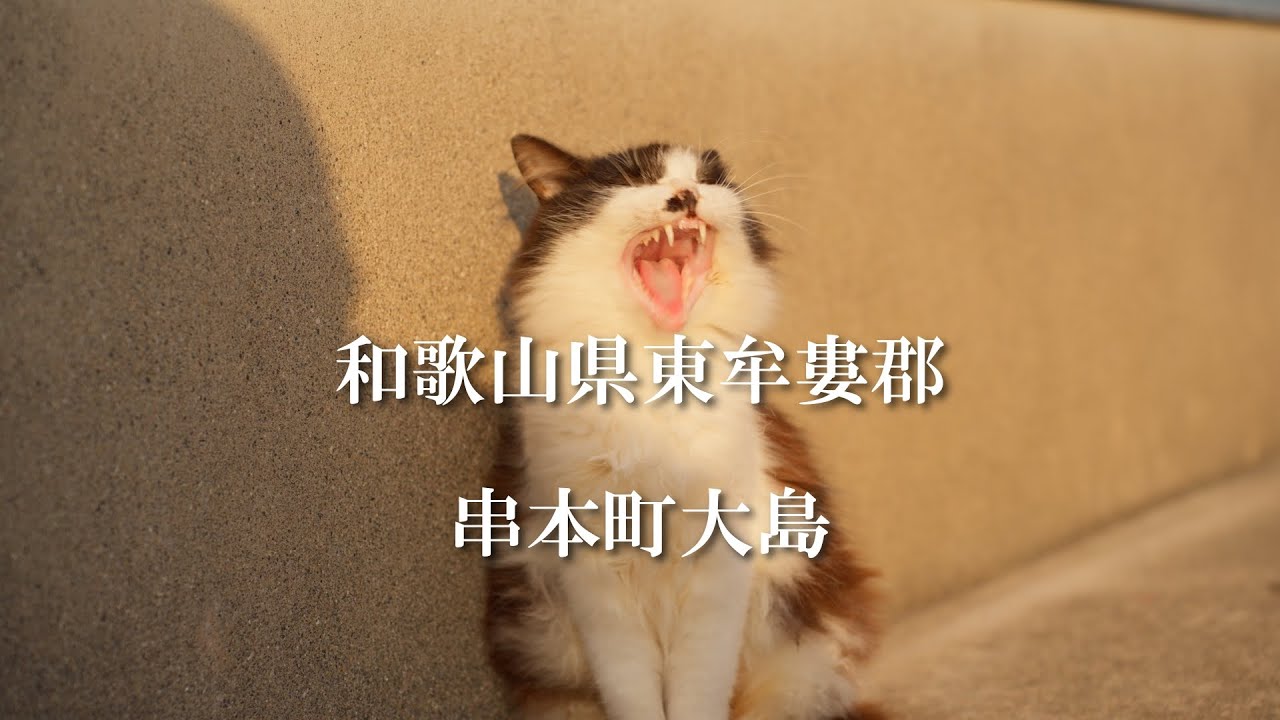 和歌山県東牟婁郡串本町紀伊大島の漁港の猫達。　#串本 #猫 #旅行 #紀伊大島