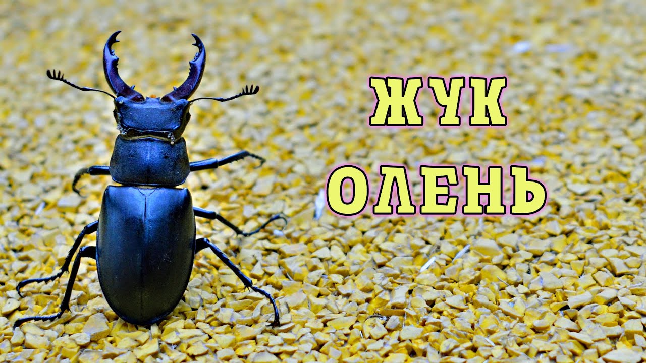 Как живет Жук Олень? Захватывающий мир насекомых.