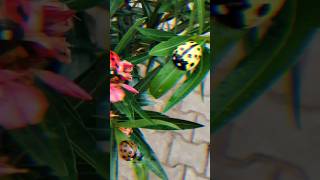 walnut shell craft ideas for garden decoration 🐞✨#craft #walnut #shell #craft