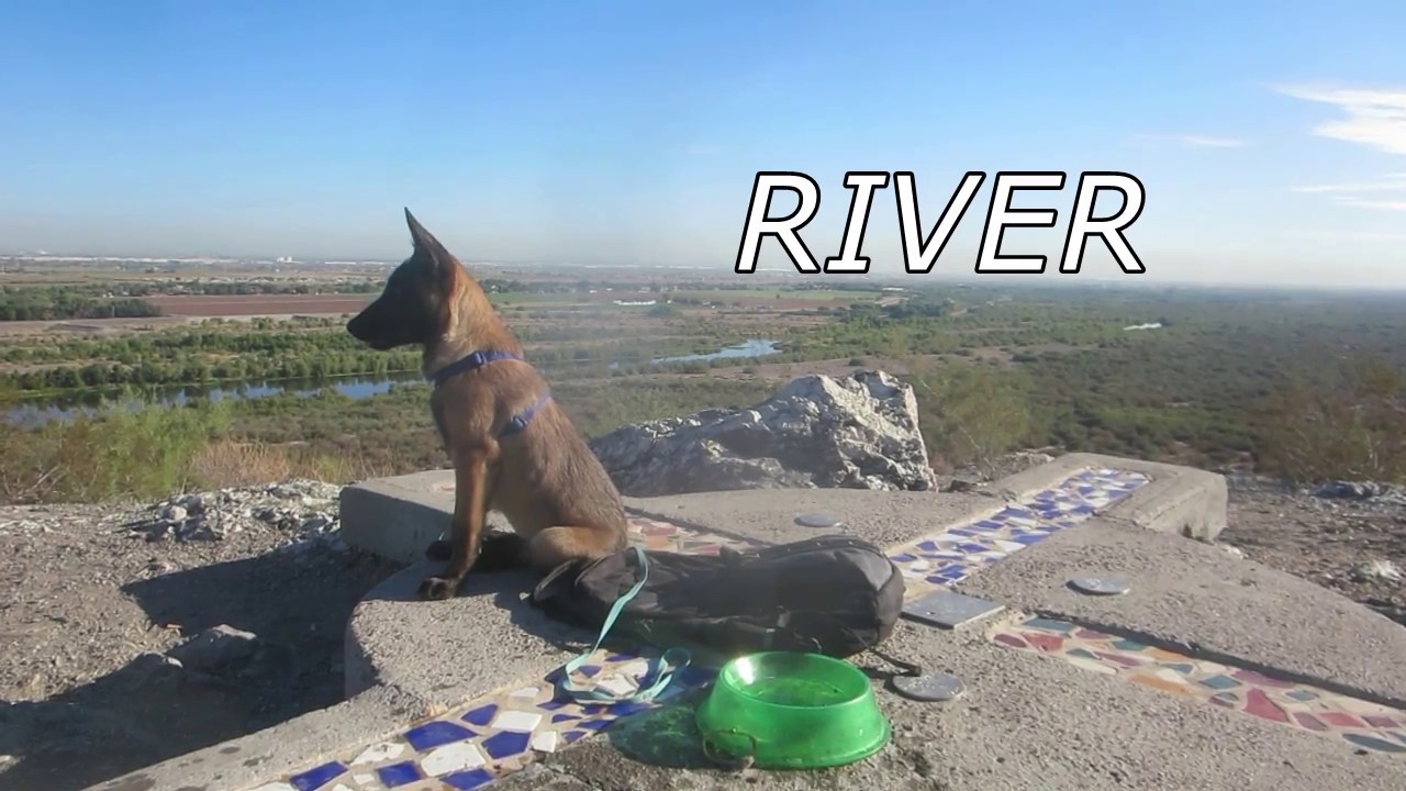 belgian shepherd exercise requirements video how i survived the first three months with a new puppy and belgian shepherd exercise requirements video how i survived the first three months with a new puppy and