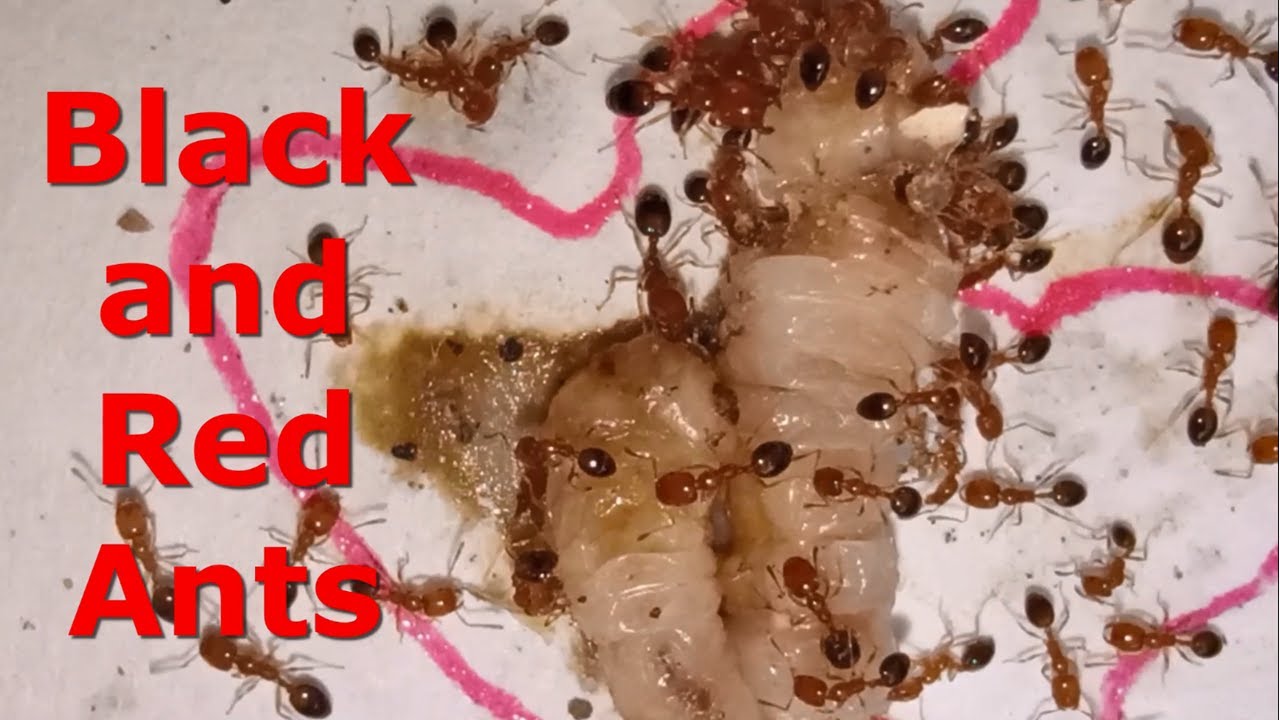 Black and Red Ants vs Maggots || Satisfying Video