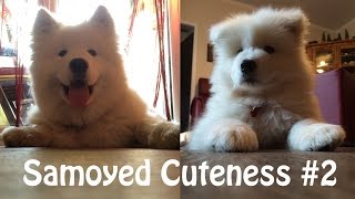 Samoyed Cuteness #2 by Kiro 11,838 views 8 years ago 4 minutes, 2 seconds