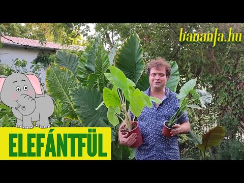 Videó: Az alocasia elefántfülemben maghüvelyek vannak – mit tegyek az elefántfül virágmagjaival
