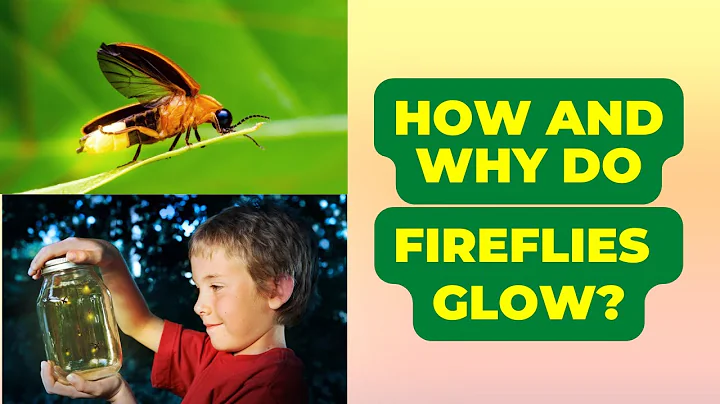 How And Why Do Fireflies Glow? | Life Cycle Of Fireflies | Lightning Bugs | Firefly Facts | Twinkle