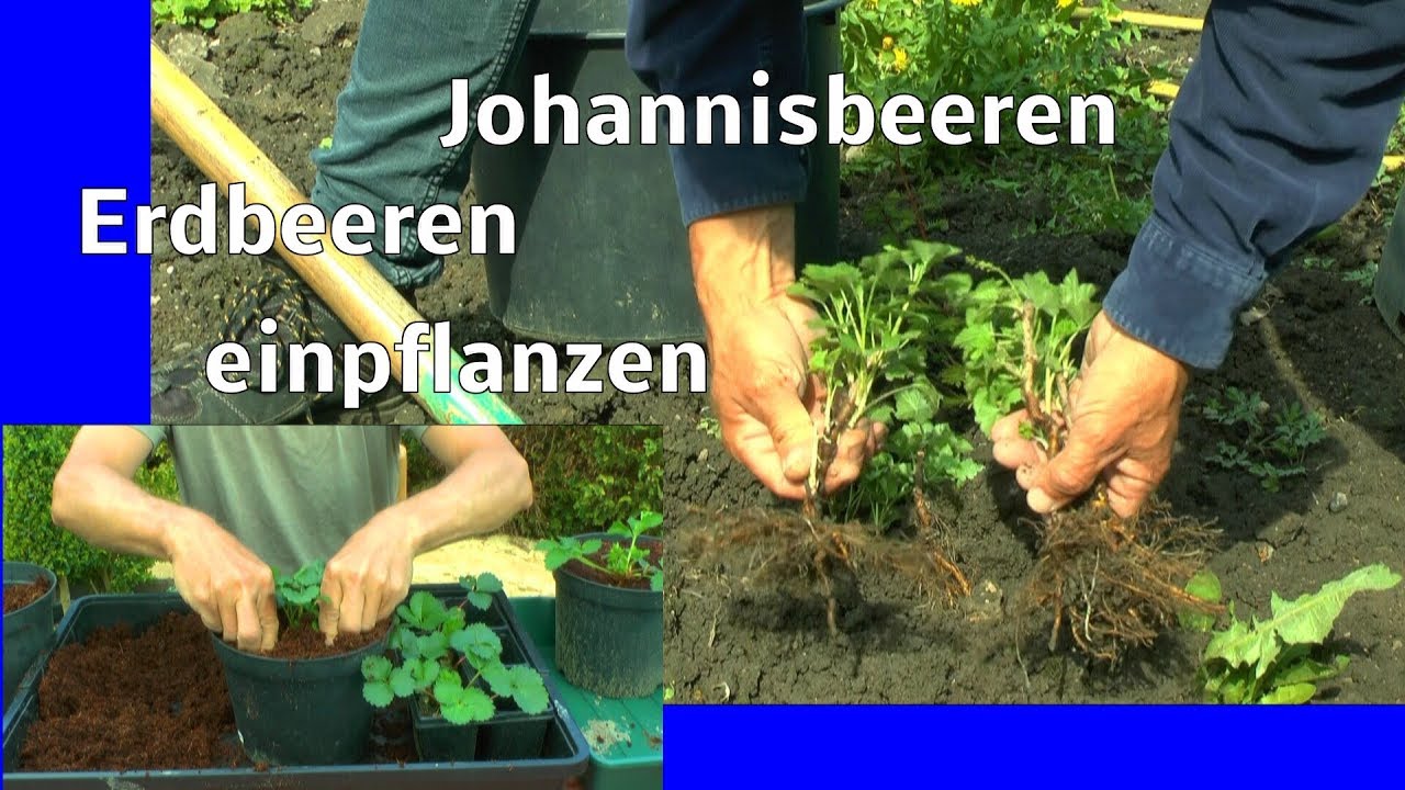 Erdbeeren im Hochbeet und im Topf einpflanzen Johannisbeeren aus