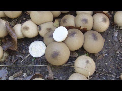 Wildcrafting Edible Mushrooms, Pear-Shaped Puffballs Lycoperdon pyriforme