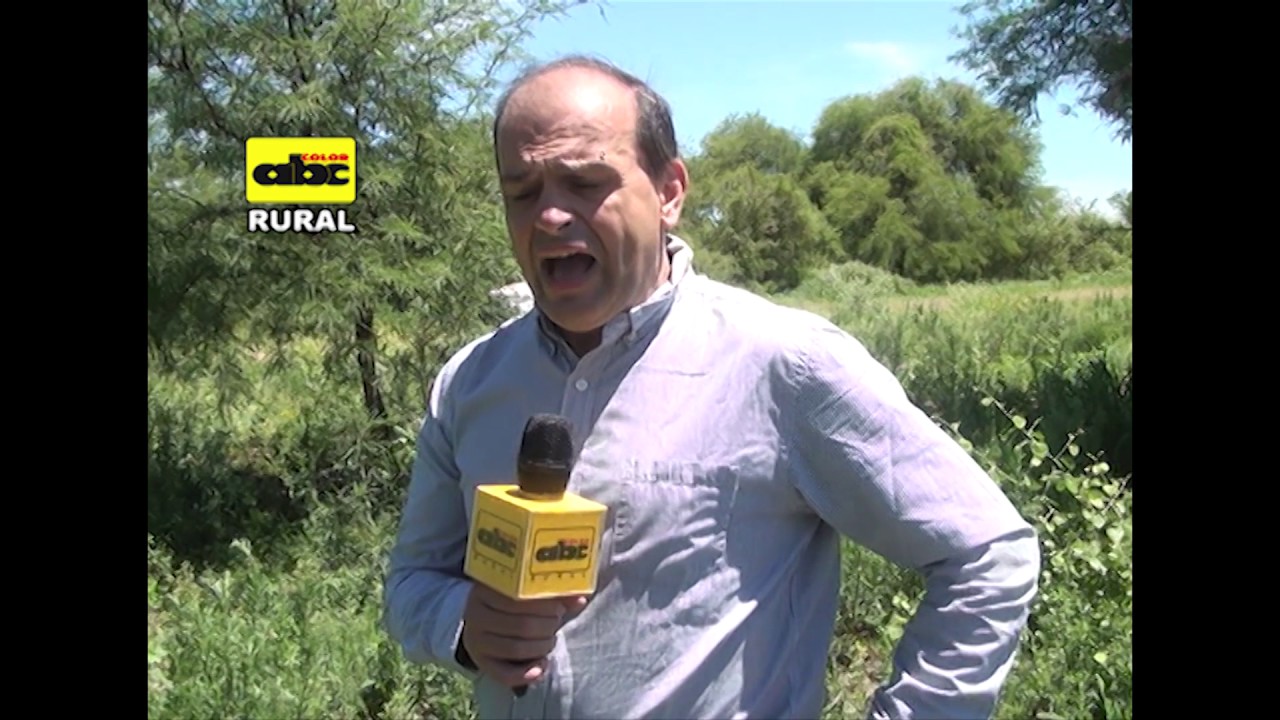 Poda de formación  del algarrobo