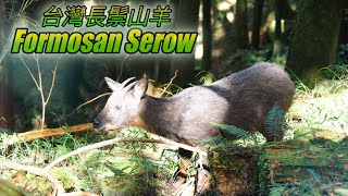 Formosan Serow 台灣長鬃山羊 ( HD 1080p)