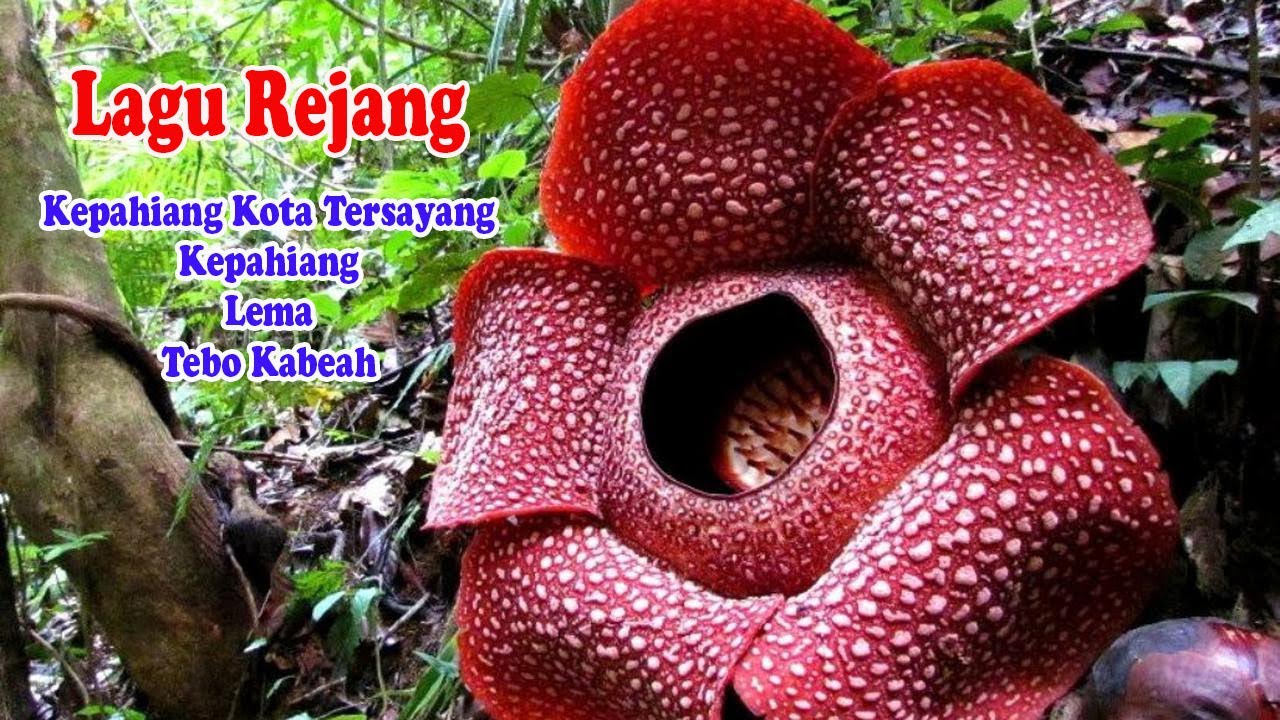 Lagu Rejang | Kepahiang Kota Tersayang | Kepahiang | Lema | Tebo Kabeah