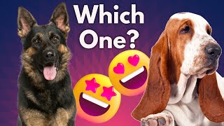 BloodHound VS Belgian Malinois - Which is Better FOR YOU ? by Dog Fanatic ! 11 views 1 year ago 9 minutes, 34 seconds