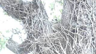 Blue Jays attack racoon