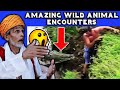 Villagers React To Amazing Wild Animals Encounters ! Tribal People React To  WILD Animal Encounter