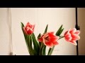 Невероятное раскрытие тюльпанов на 8 марта, Time Laps - ускоренное видео