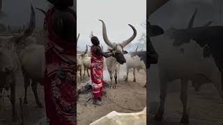 Tribal Chief’s Daughter Has The Costliest Marriage
