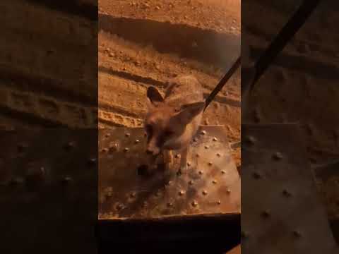 اینجا معدن سنگ اهن هست این اقا روباه هر شب میاد سهمشو از خوردنی ها بگیر بره خیلی باهوش لطفا لایک