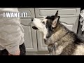 Vacation wont stop my husky arguing with his nan