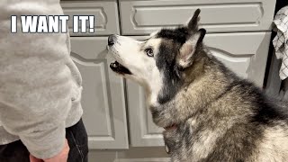 Vacation Won’t Stop My Husky Arguing With His Nan! by K'eyush The Stunt Dog 47,832 views 1 month ago 2 minutes, 35 seconds