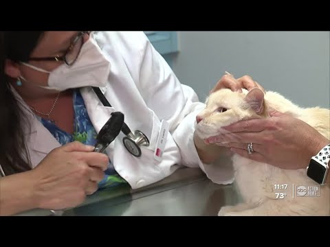 AirVet and local vet clinic provide free veterinary care for newly adopted pets