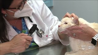 AirVet and local vet clinic provide free veterinary care for newly adopted pets screenshot 1