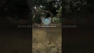 Yalıçapkını kuşu, hızlı trenlere nasıl ilham verdi?