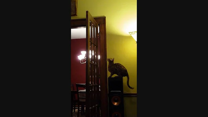 Video 611281: bengal cat lives, jumping bengal, bengal's first
