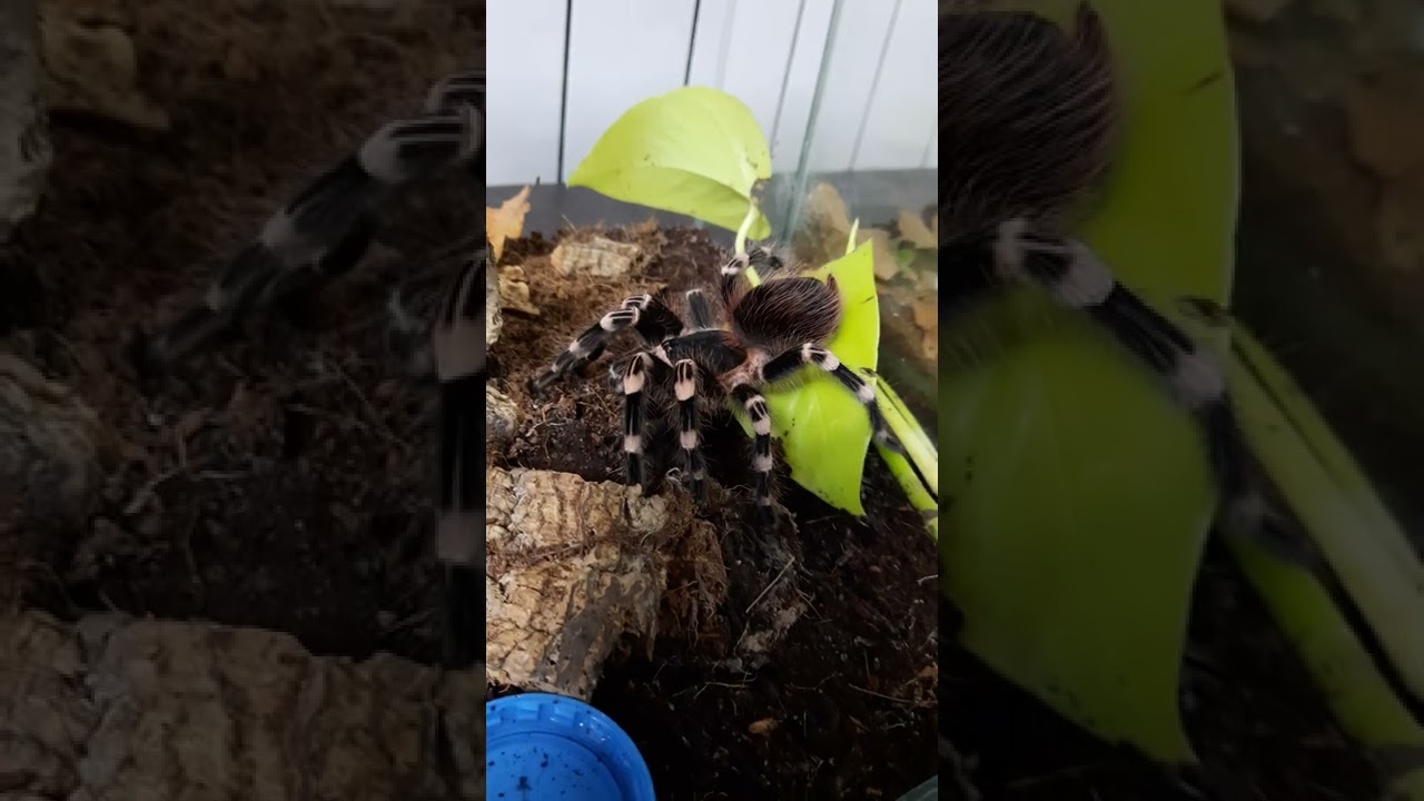 Tarantula eating roach. паук птицеед ест таракана.
