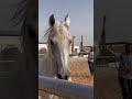 يابكرتي لاتحنيني هجيني 