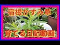 宿根かすみ草　育てる日記動画