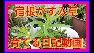 宿根かすみ草　育てる日記動画