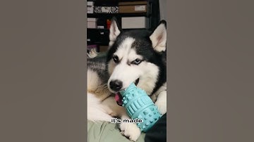 Indestructible Toothbrush Chew Toy For Your Dog