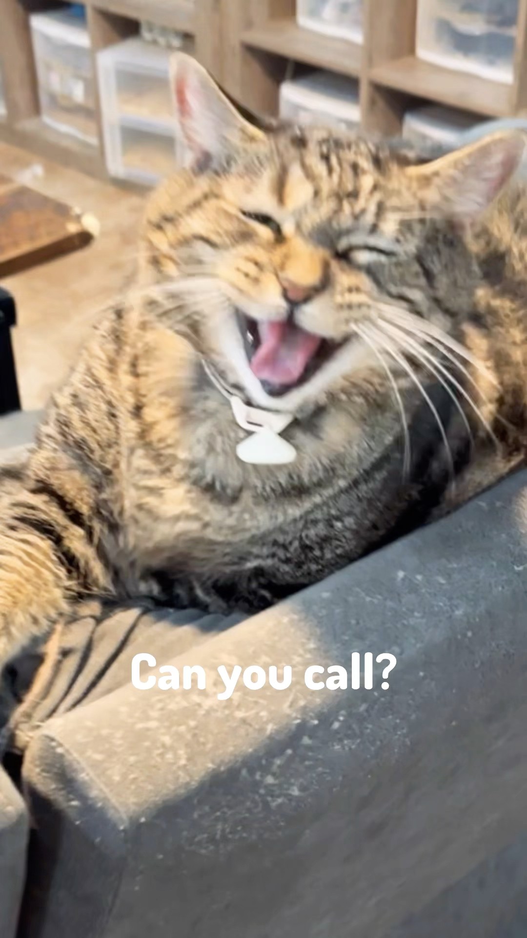 Who else procrastinates phone calls?! #talkingcat