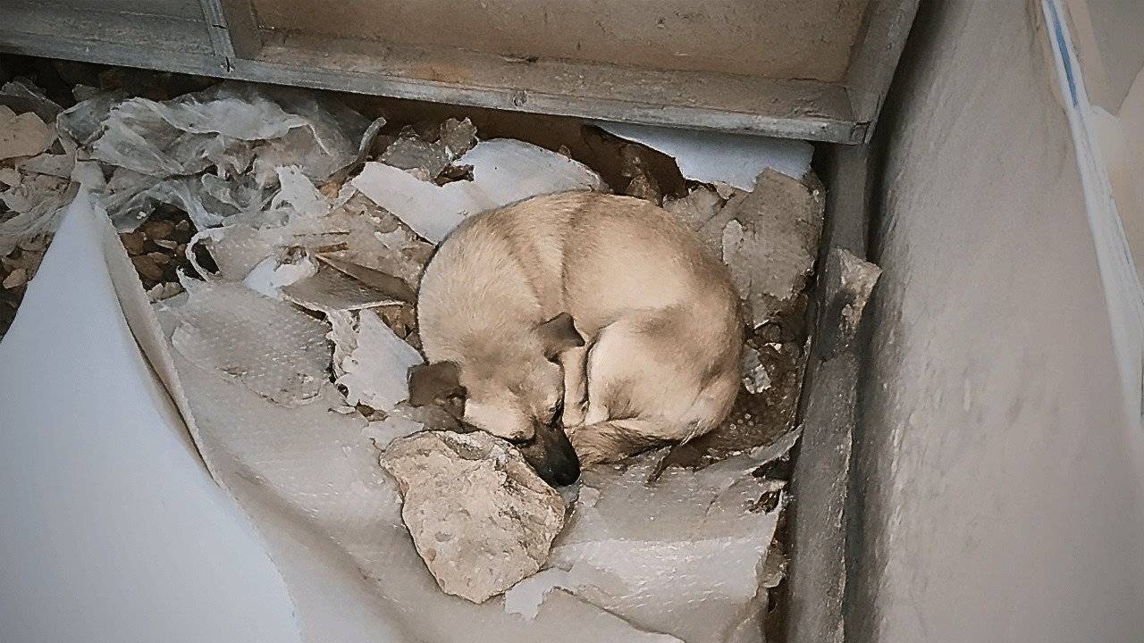A stray dog gave birth in a wall gap, and despite survival hardships ...