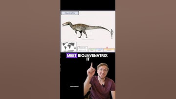 #fossil #fossils #jurassicpark #paleontology #dinos #dinosaur #jurassicworld #paleontologist