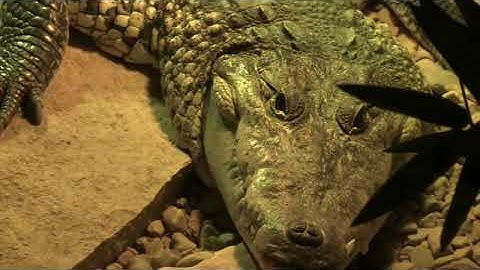 Everybody Up 4 bản 2nd edition: unit 3 Camouflage