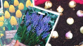 Bloembollen Planten In Bloempot, In Lagen Lasagne Planten
